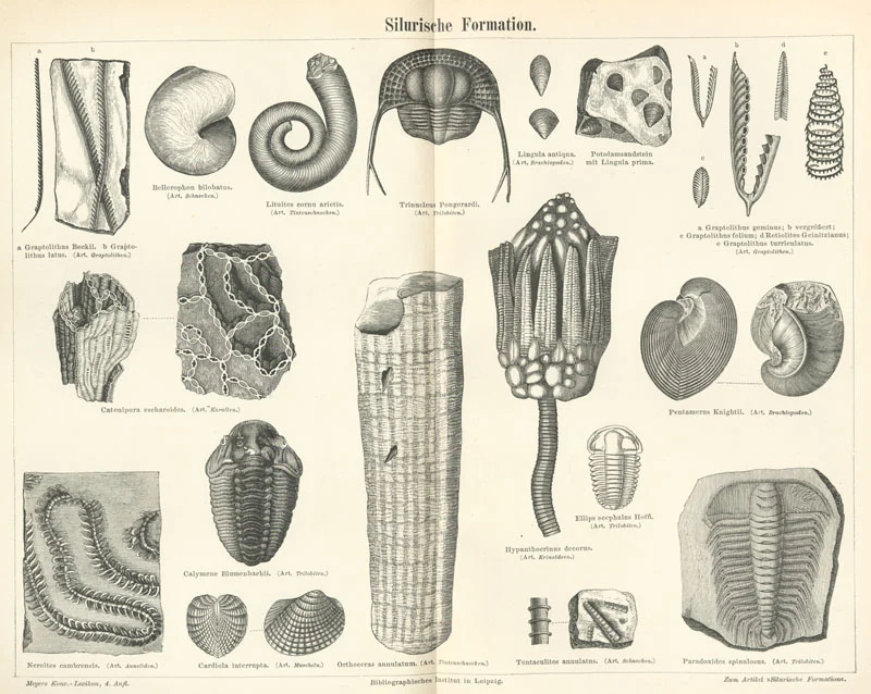 Escharoides falcifera