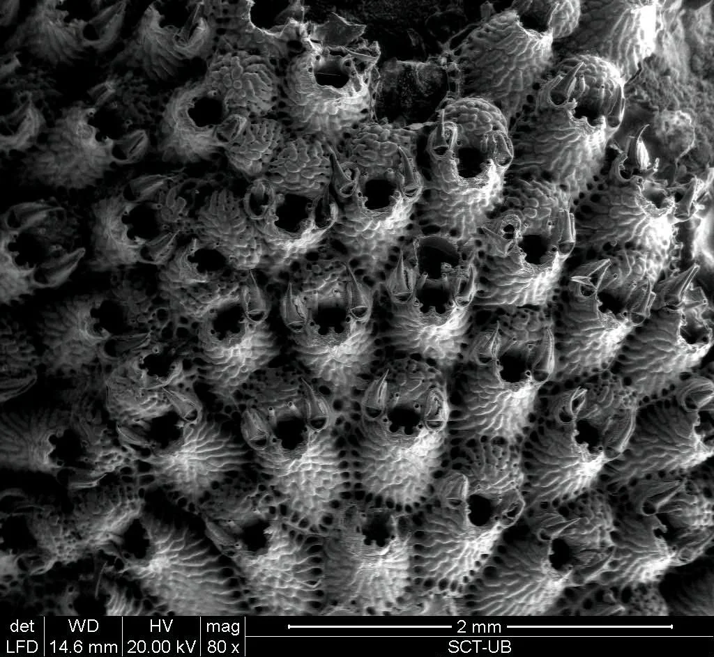 Escharoides mamillata