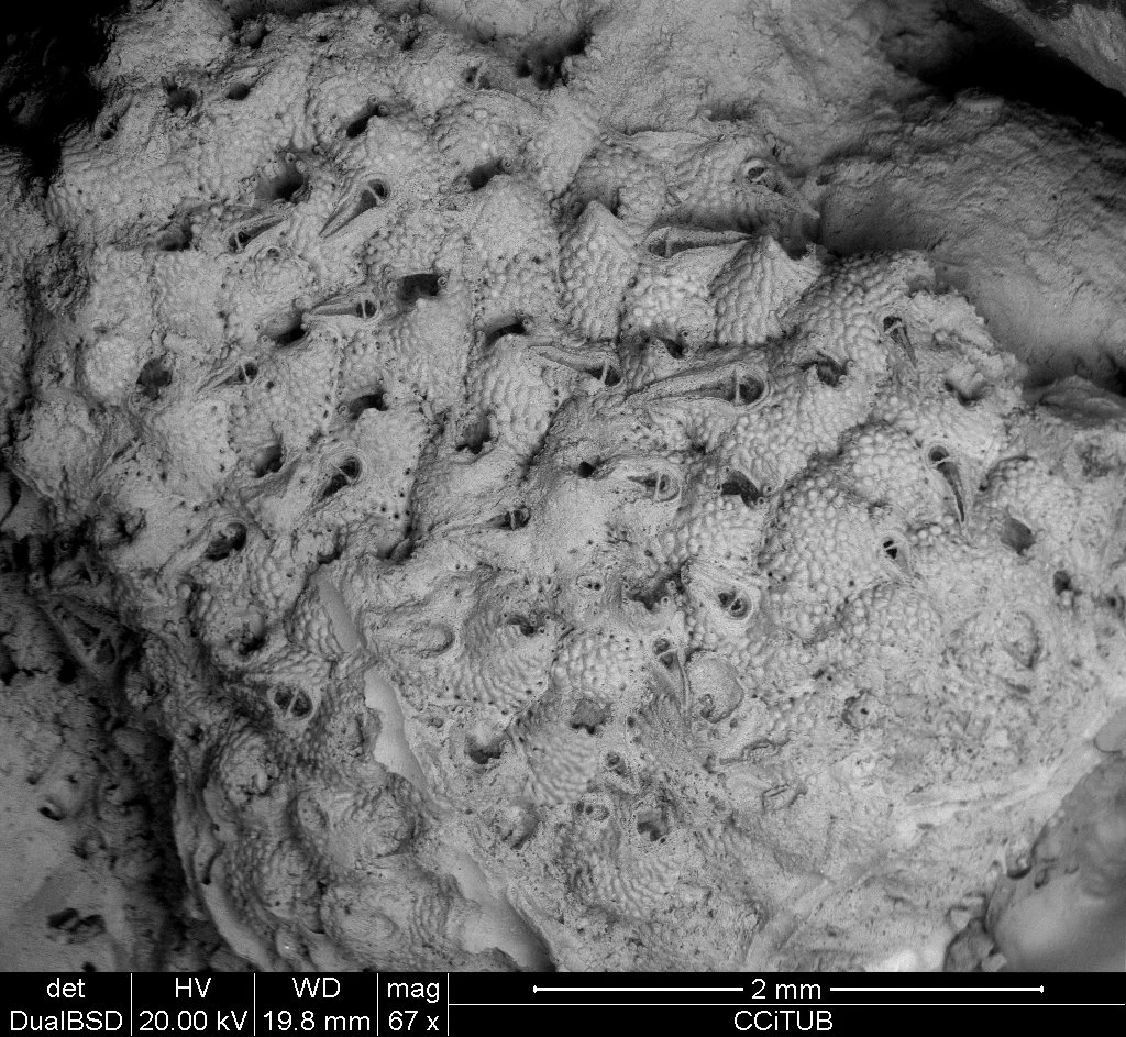 Escharoides megarostris