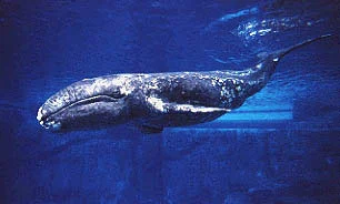 Atlantic Gray Whale