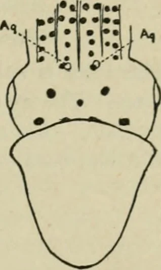 Crescent Octopus