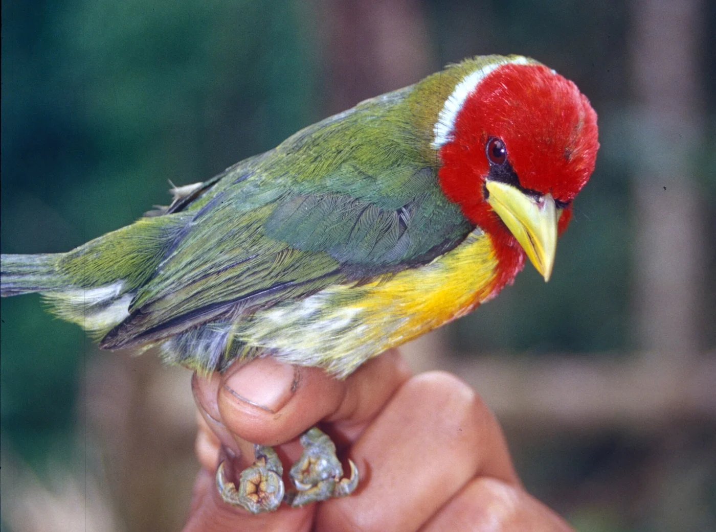 Scarlet-hooded Barbet