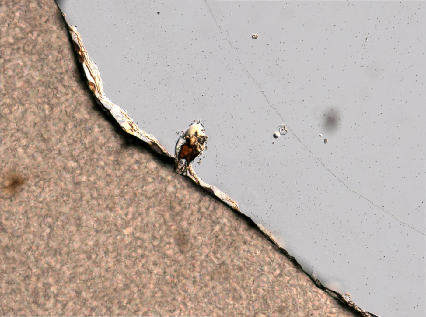 Euchlanis oropha