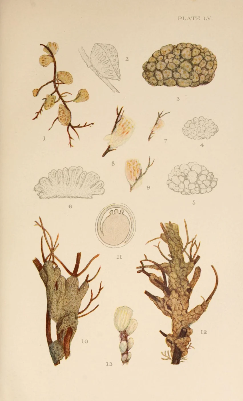 Eudistoma niveum