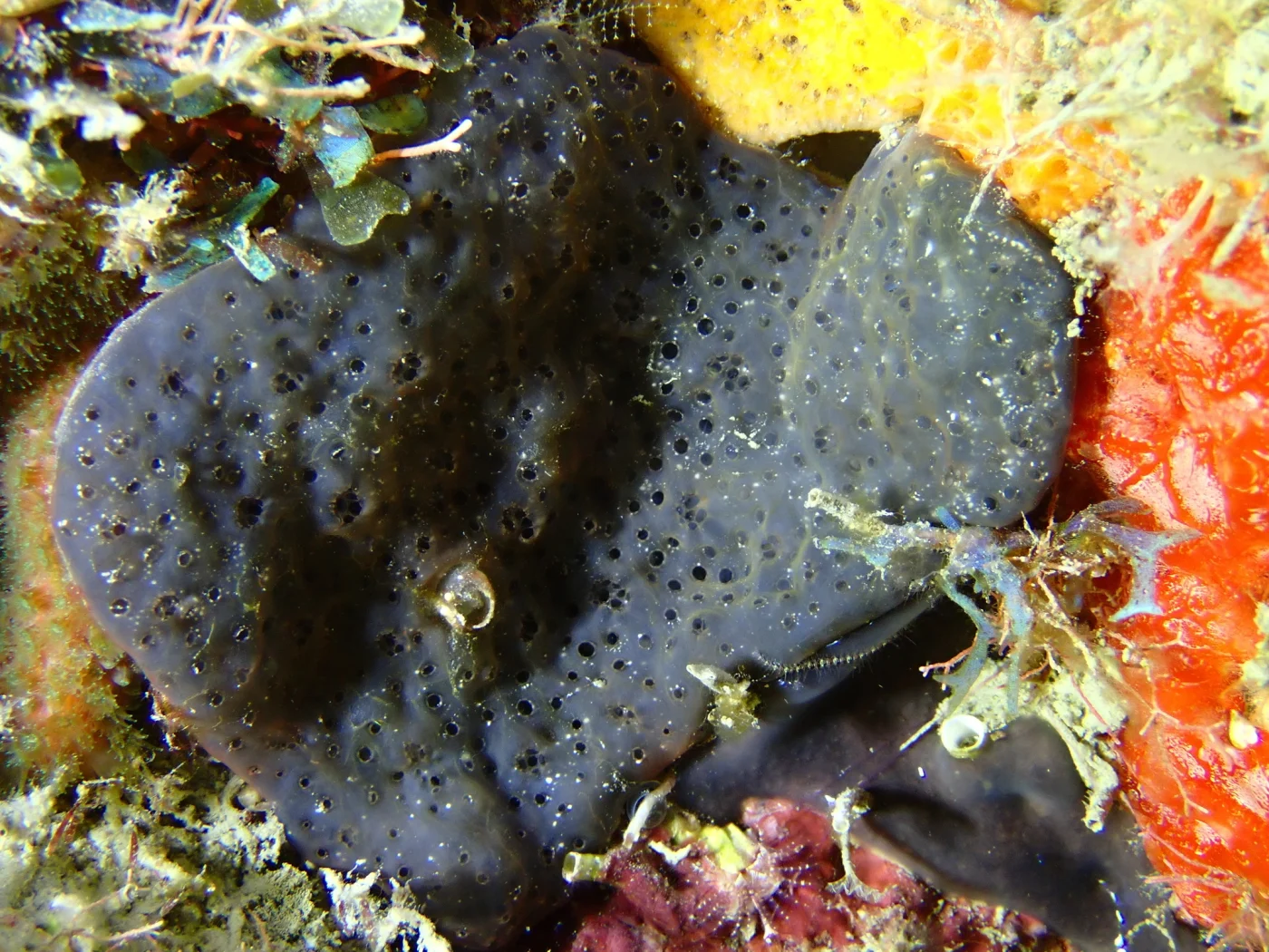 Eudistoma obscuratum