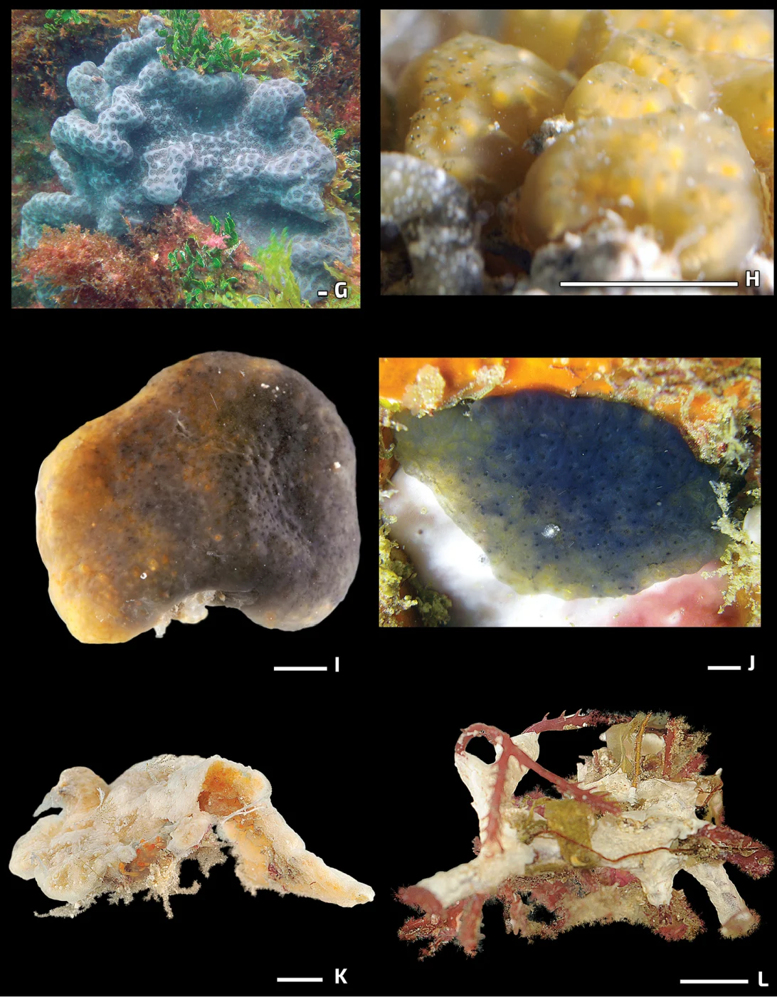 Eudistoma olivaceum