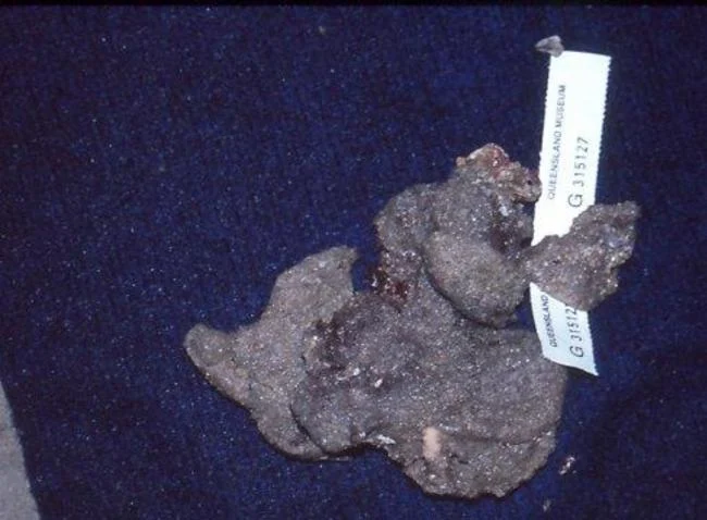 Eudistoma ovatum