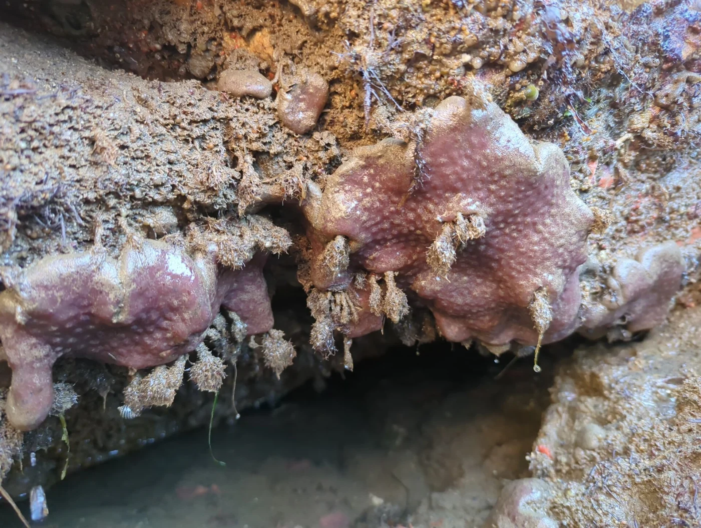 Sand Tunicate