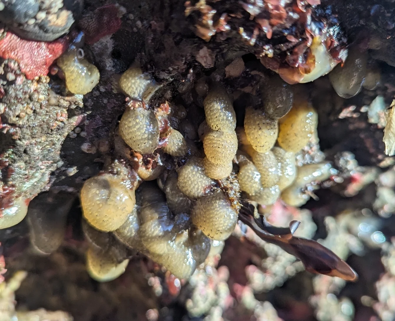 Eudistoma ritteri