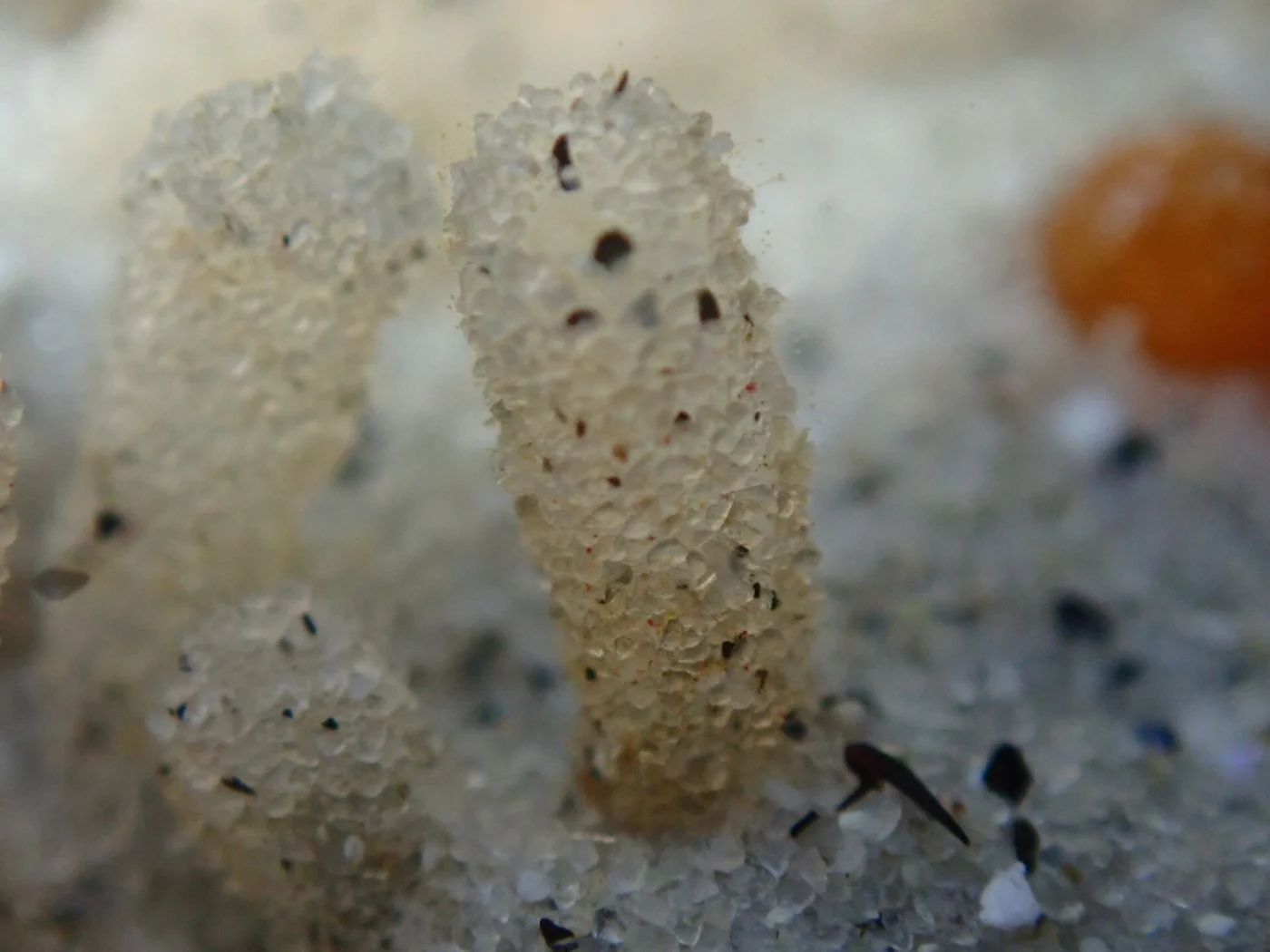 Tunic-Band Compound Tunicate