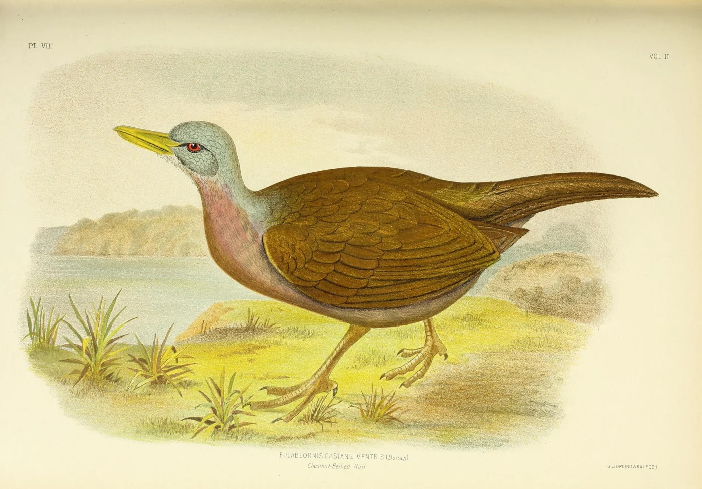 Chestnut Rail
