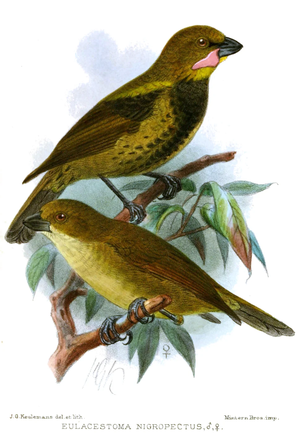 Wattled Ploughbill