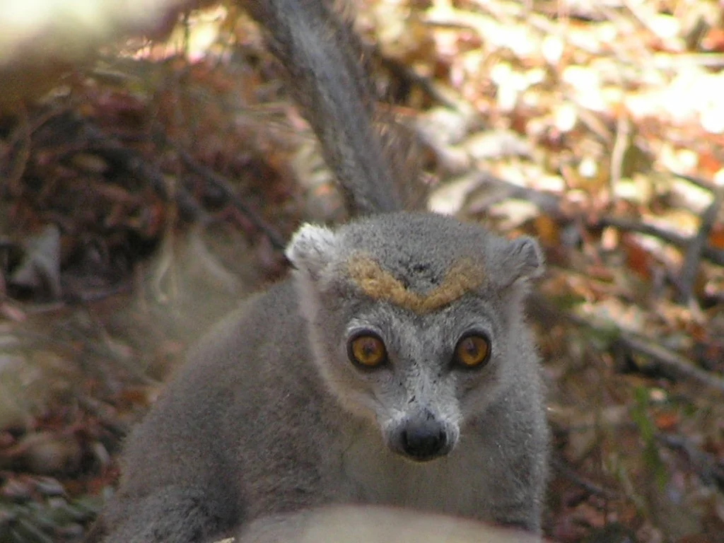 Crowned Lemur