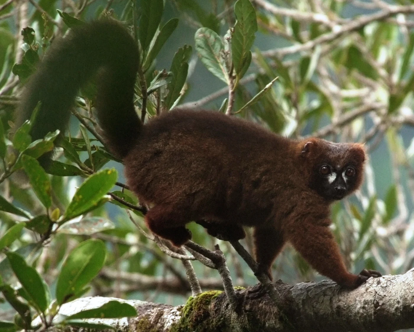 Red-bellied Lemur