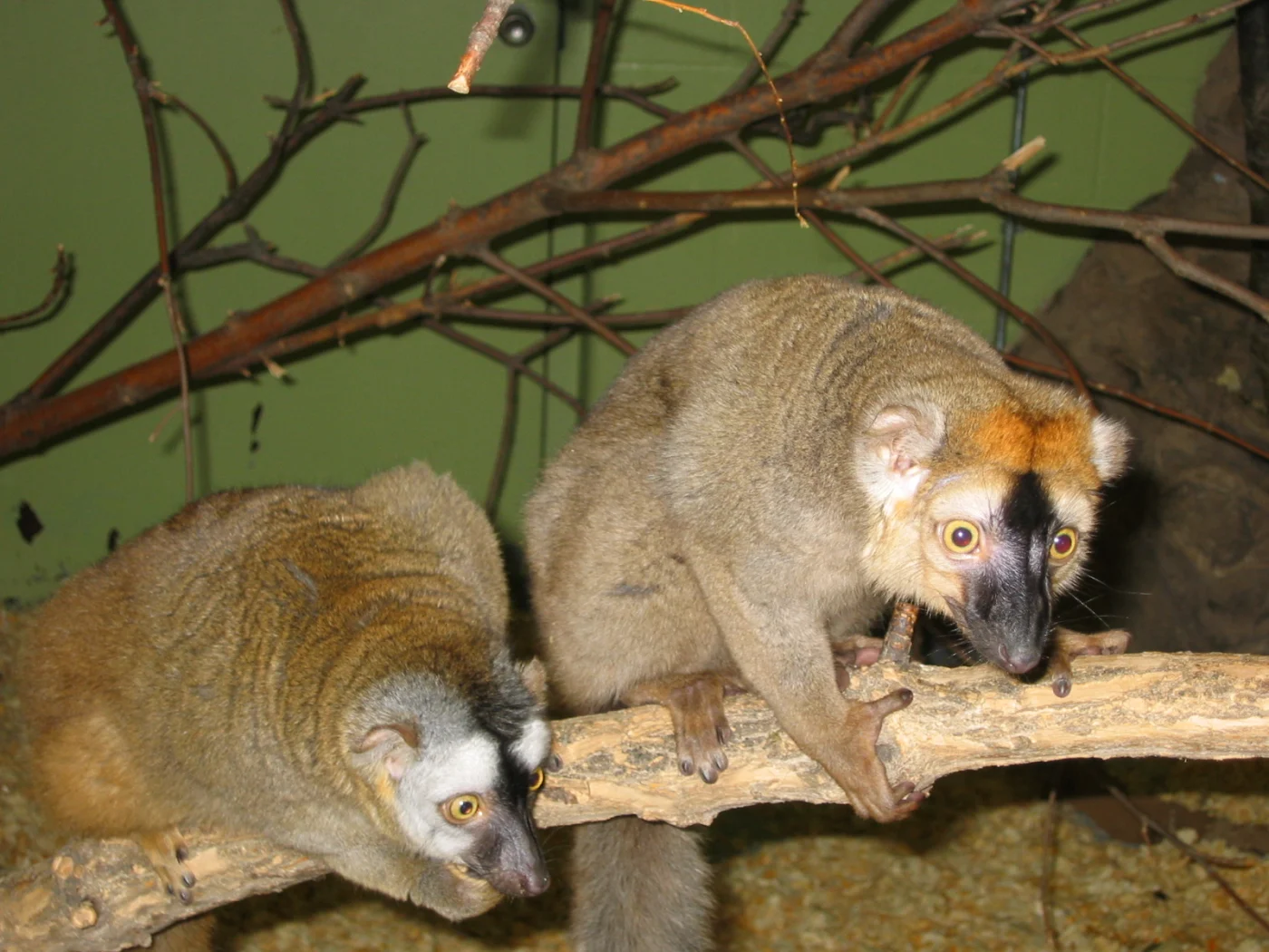 Audebert's Brown Lemur