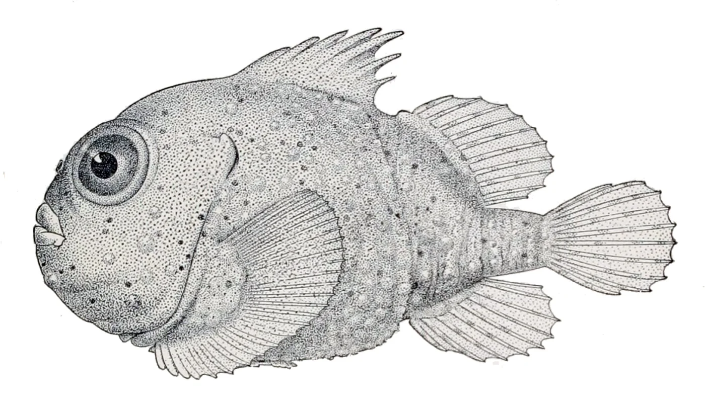 toad lumpsucker