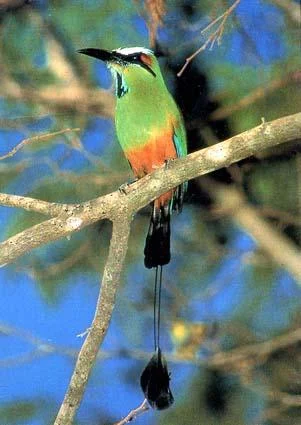 Turquoise-browed Motmot