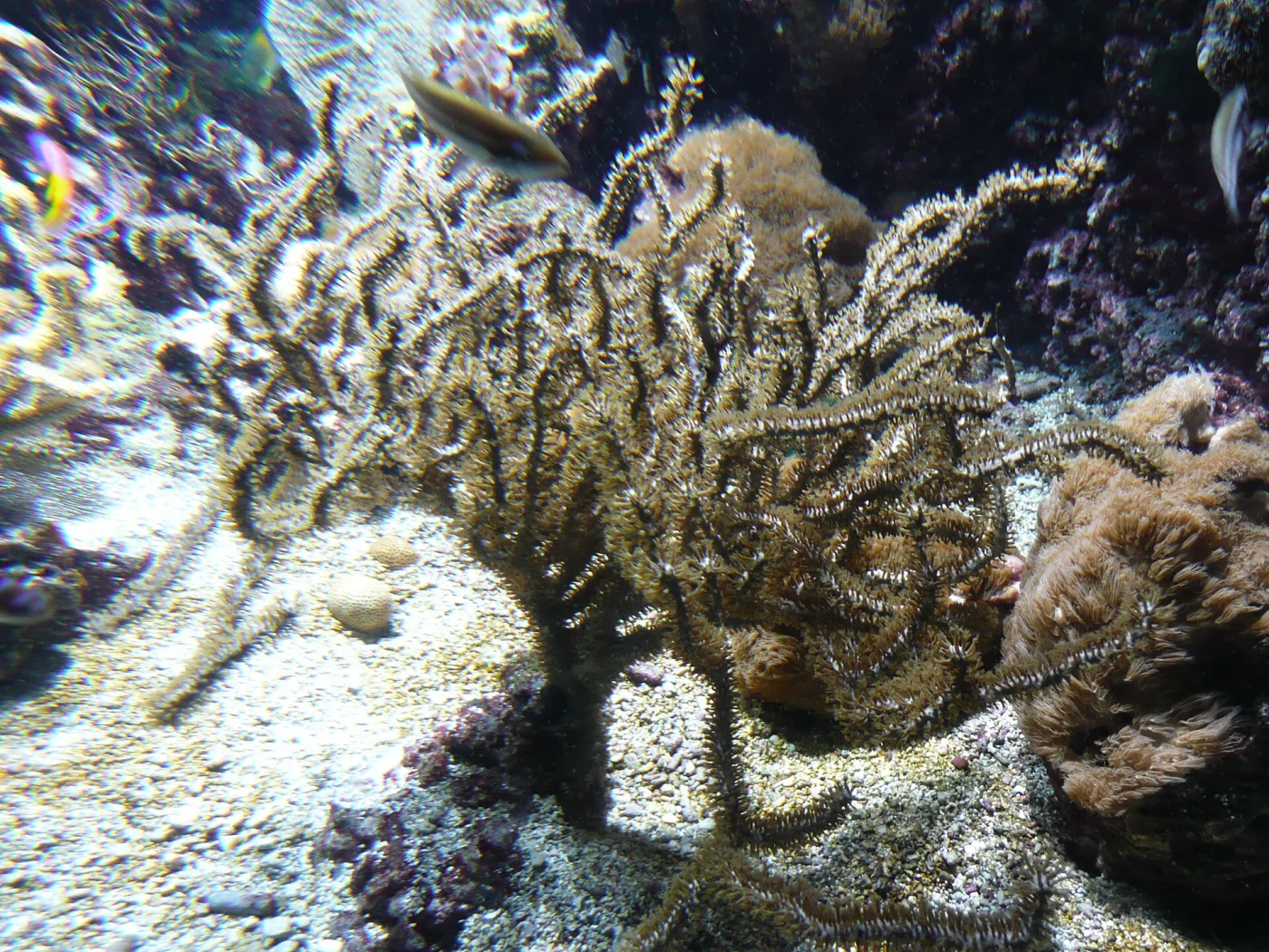 knobby candelabrum