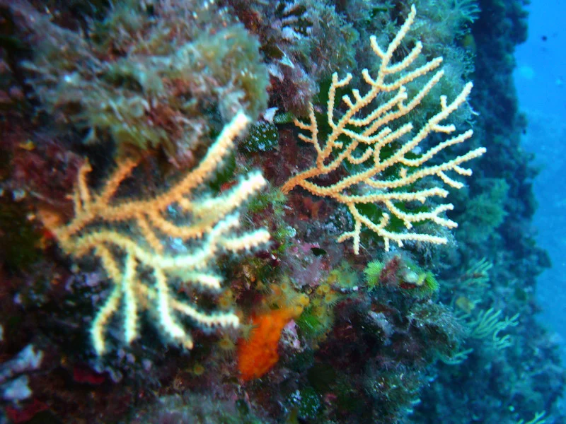 yellow gorgonian