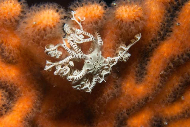 sinuous sea fan