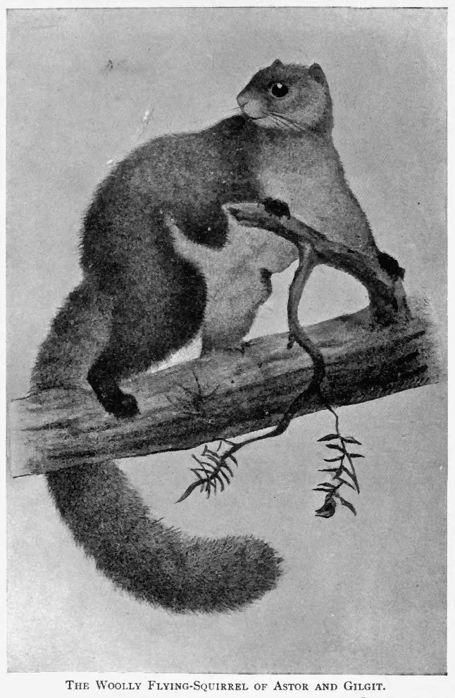 Ardilla voladora lanuda