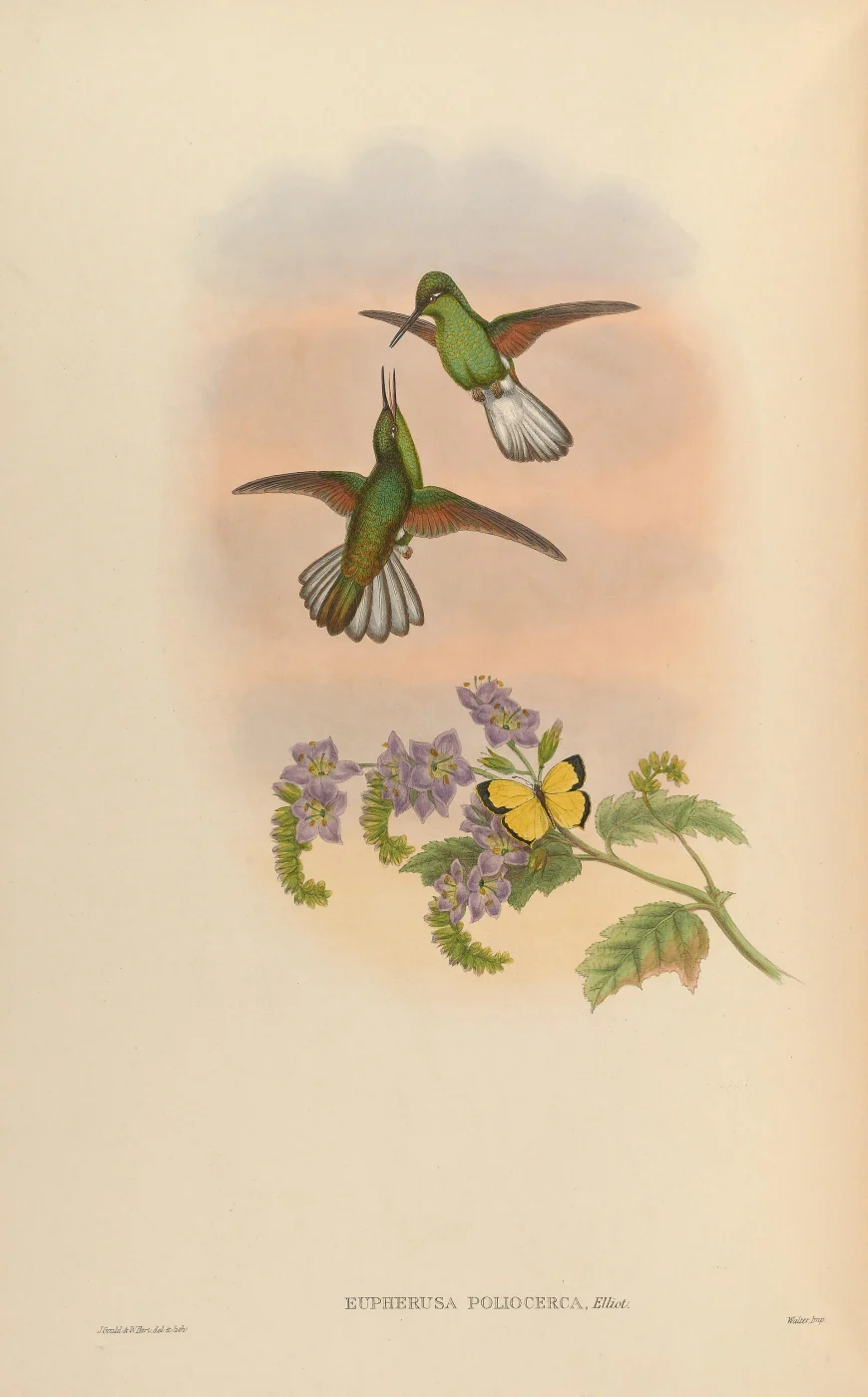 White-tailed Hummingbird