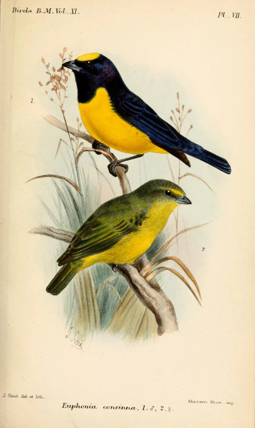 Velvet-fronted Euphonia