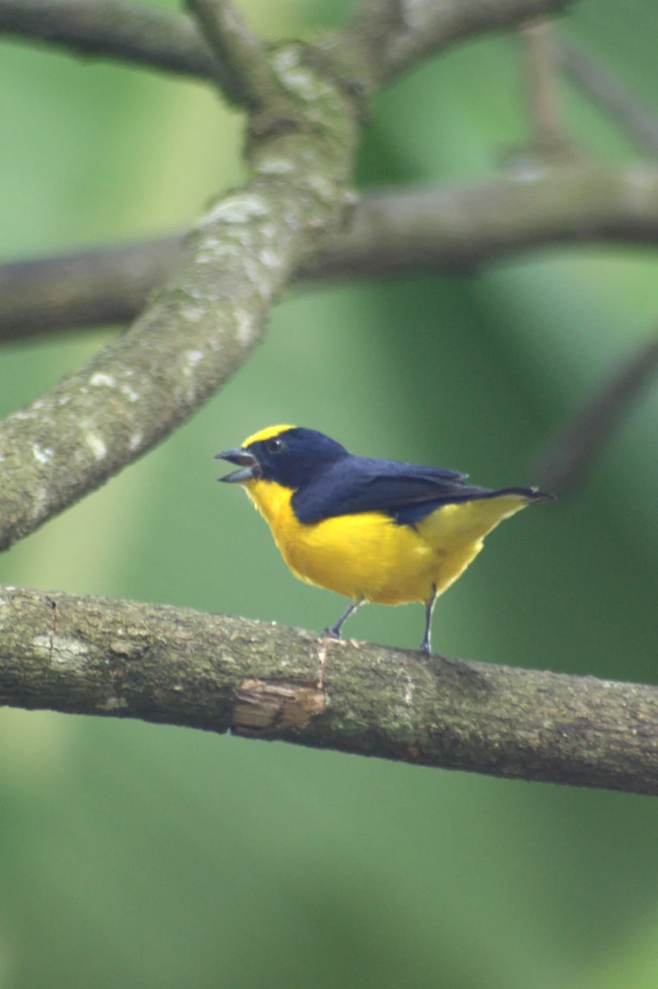 Thick-billed Euphonia