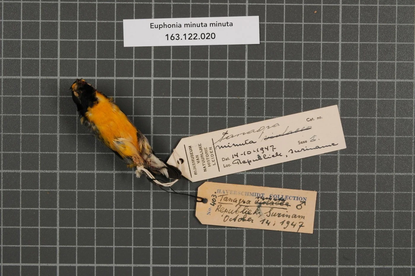 White-vented Euphonia
