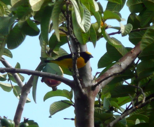 Trinidad Euphonia