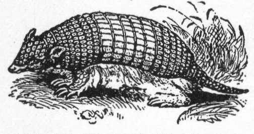 Six-banded Armadillo