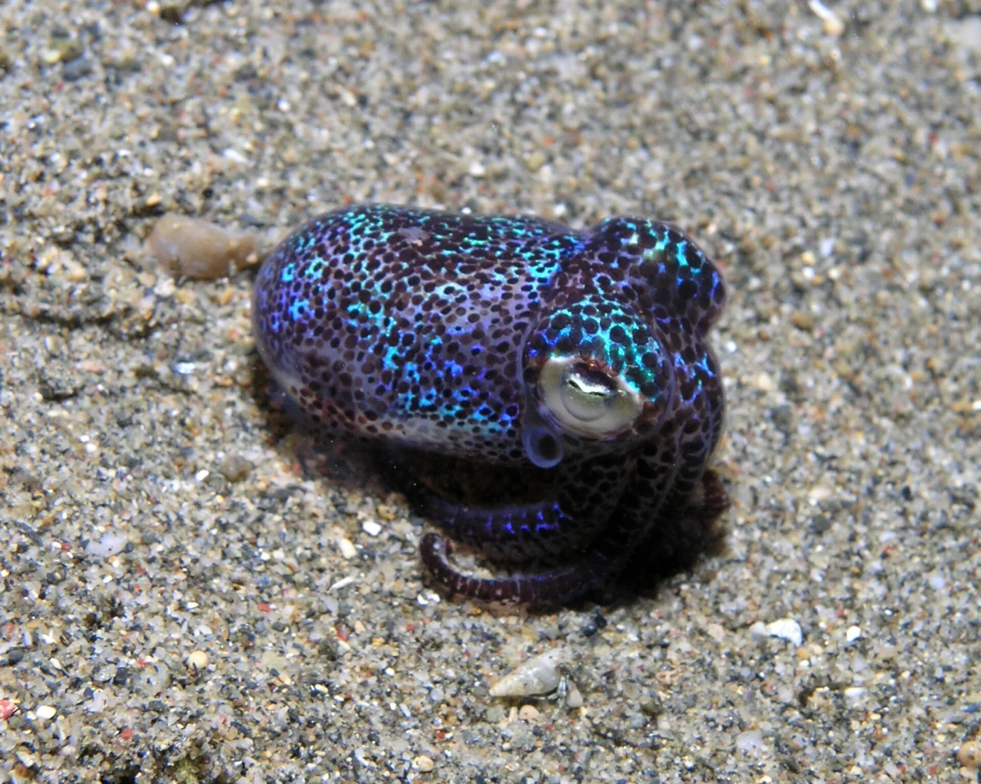 Berry's Bobtail