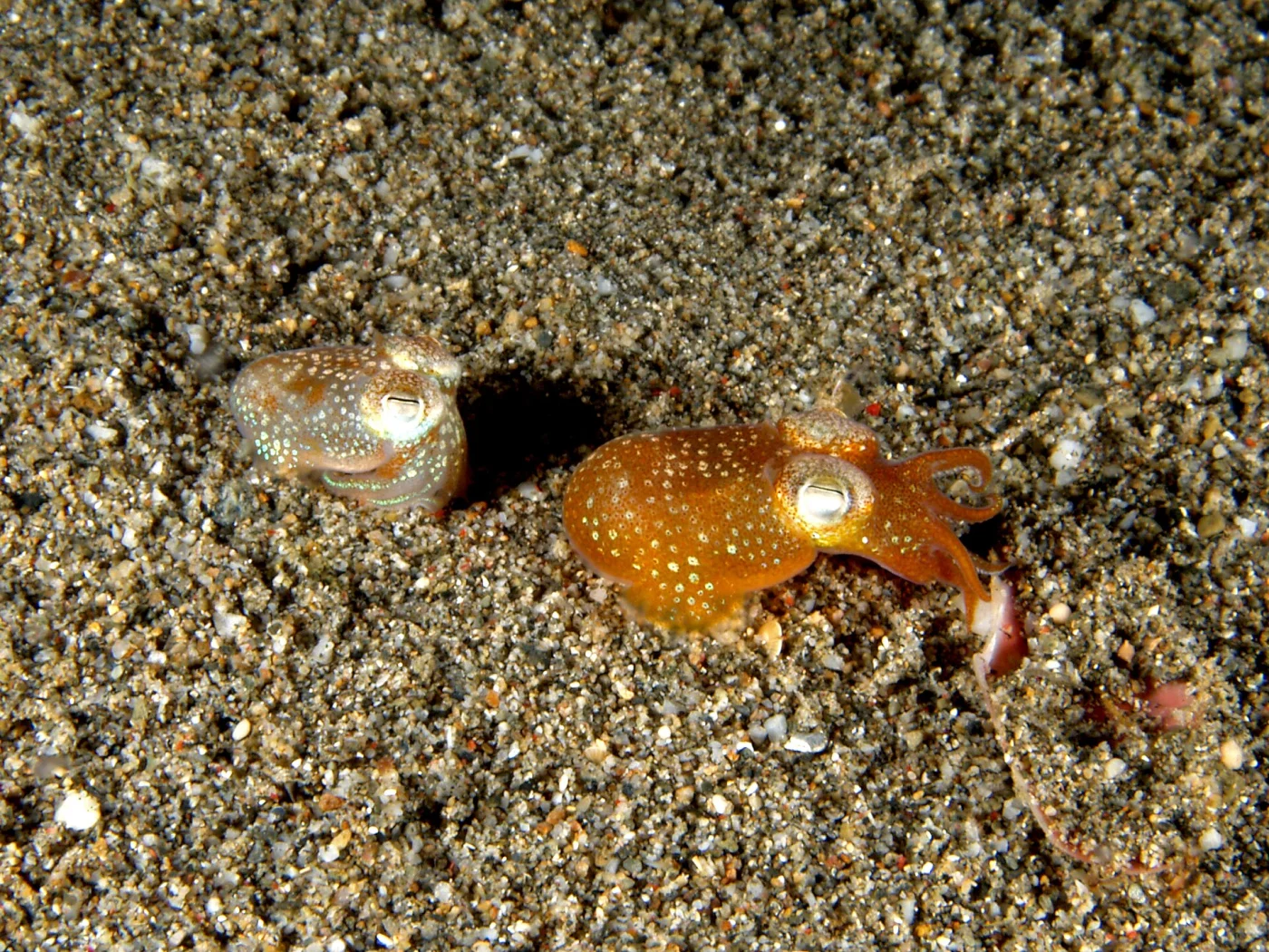 Hawaiian Bobtail