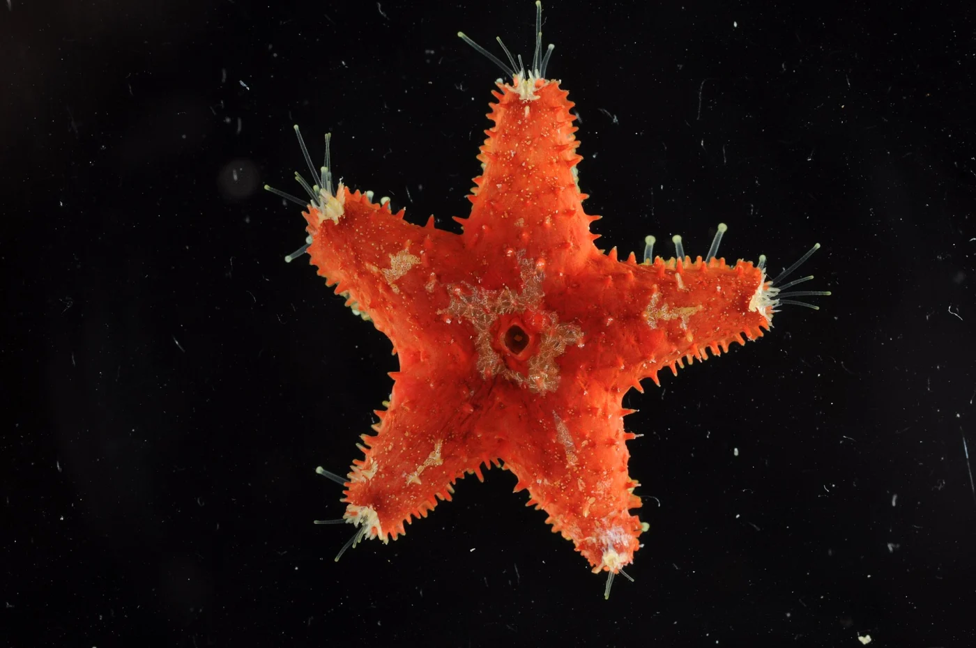 Striking Sea Star