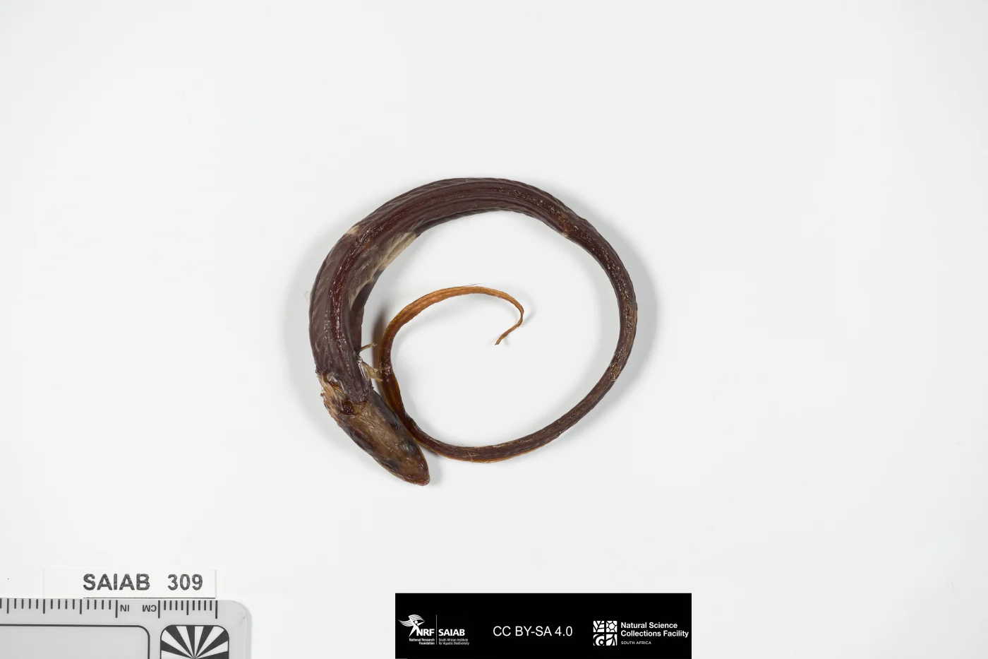 eel pearlfish