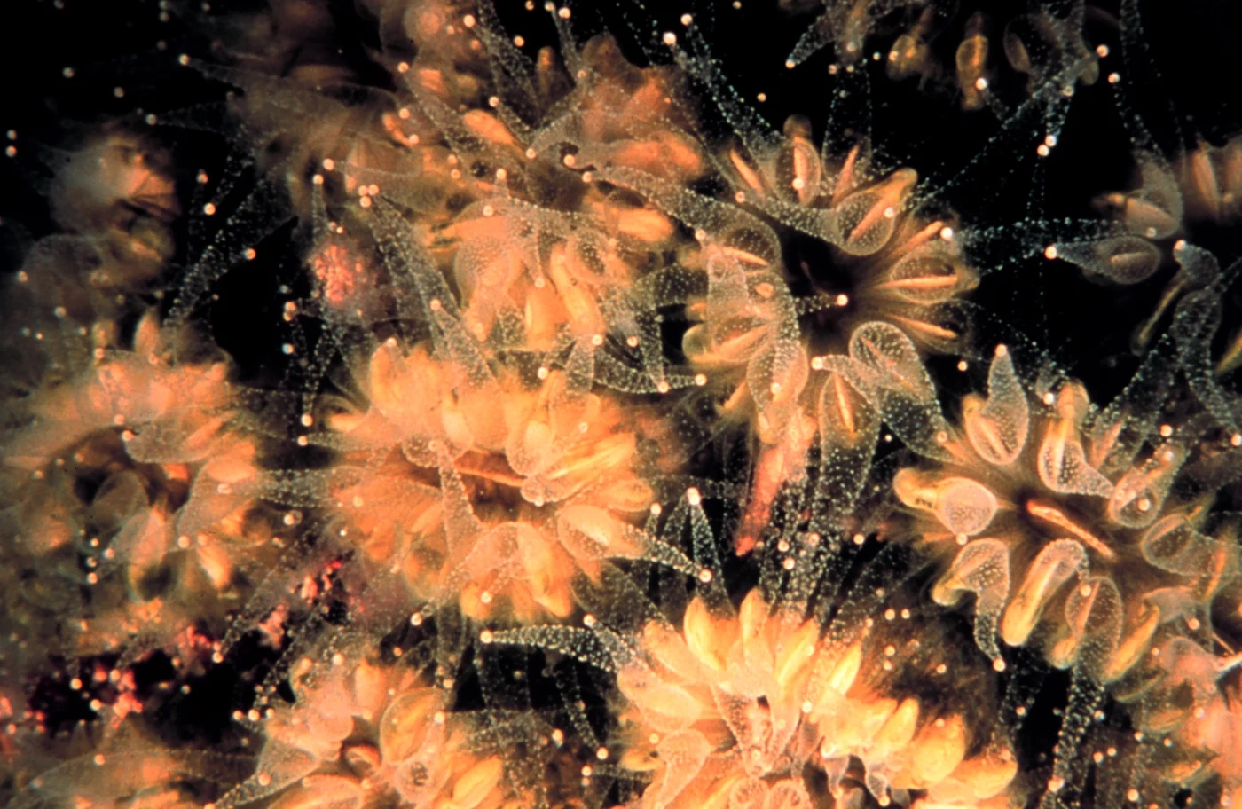 flower coral