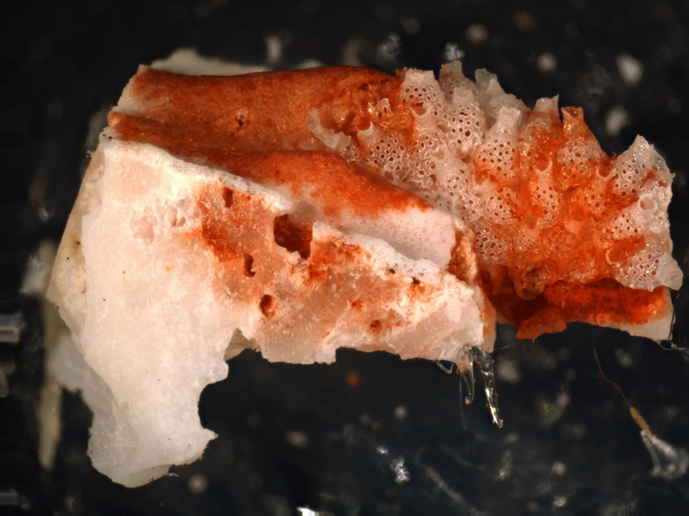 Exechonella tuberculata