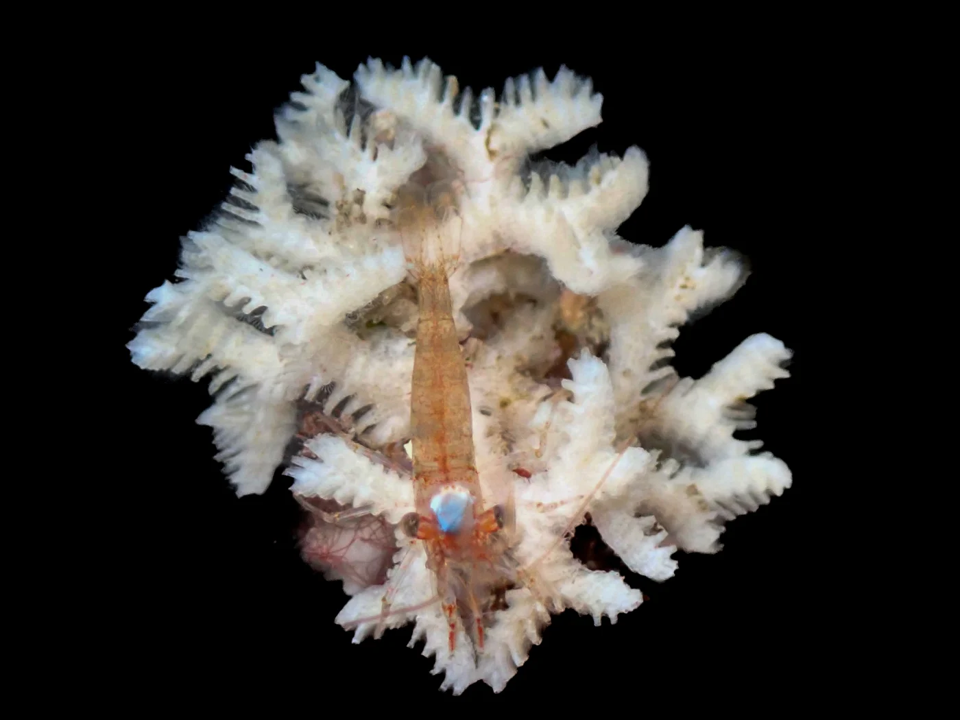 Exidmonea atlantica