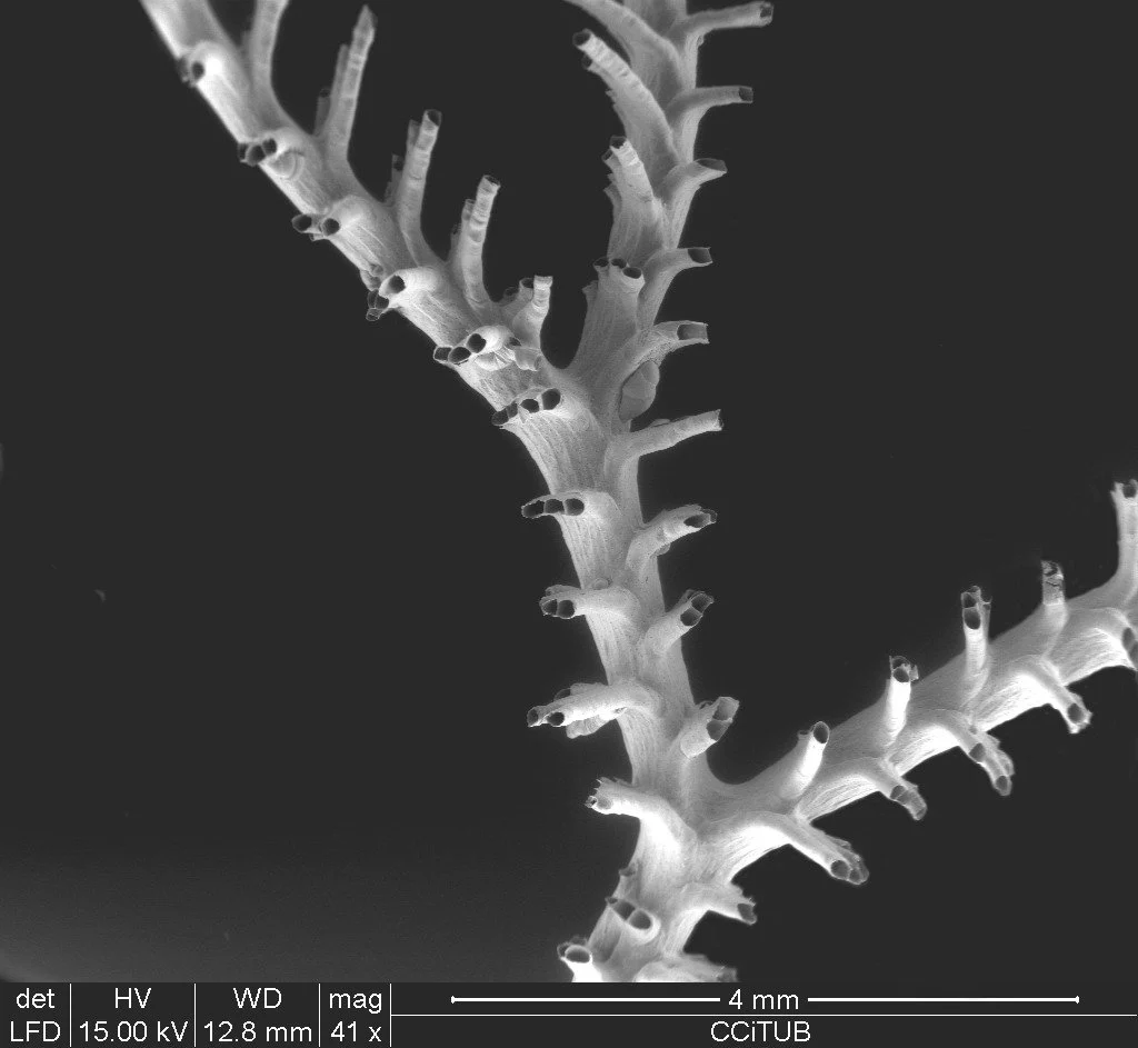 Exidmonea coerulea