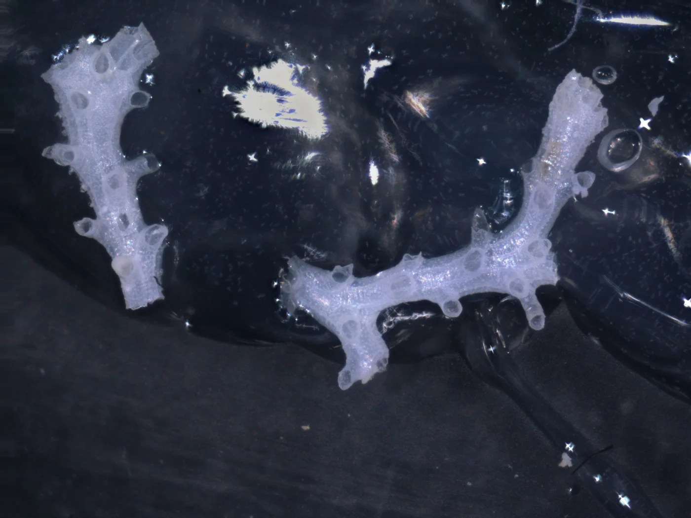 Exidmonea curvata