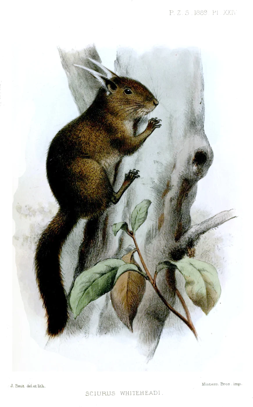 Ardilla pigmea de Filipinas