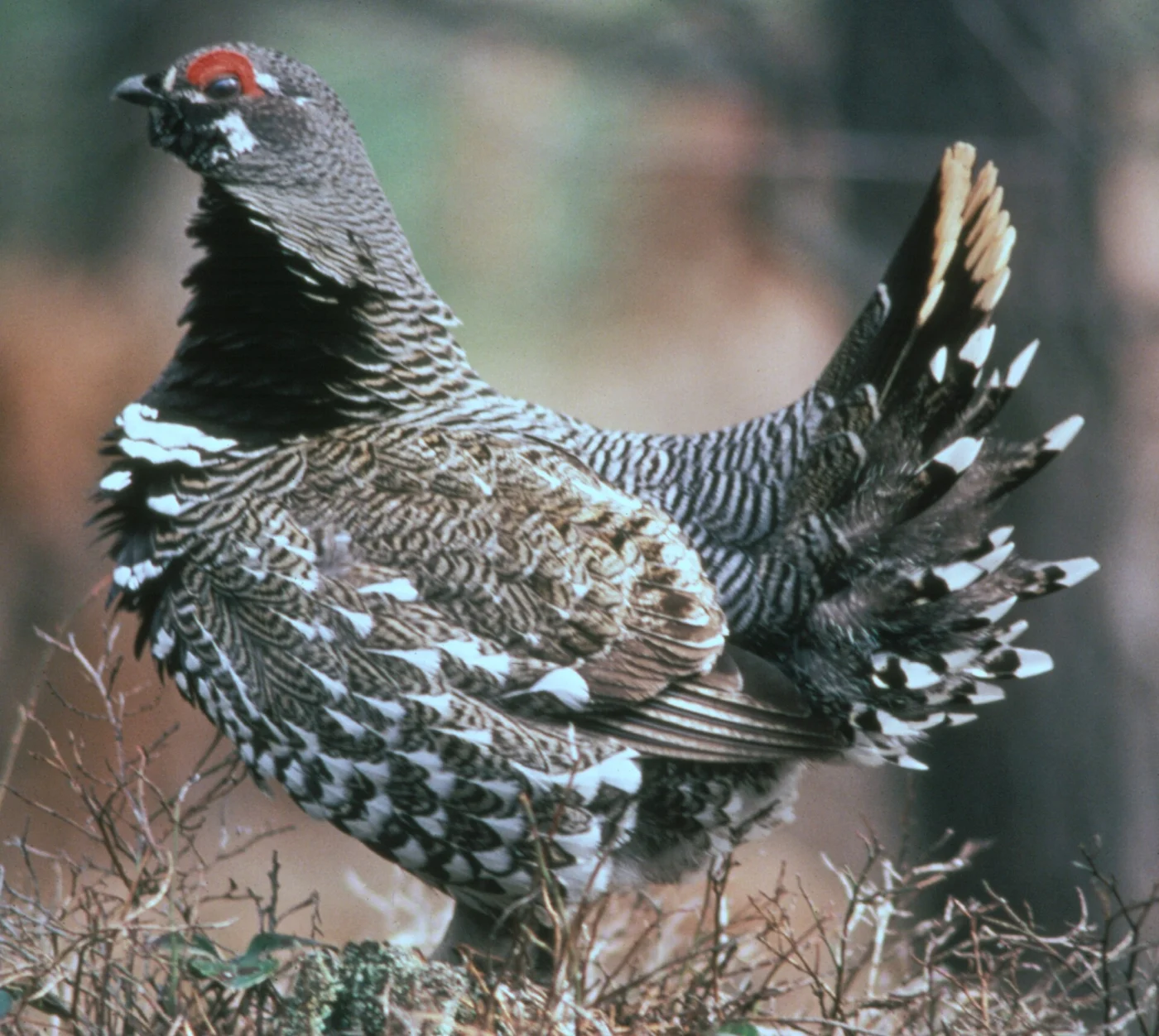 Asian Spruce Grouse