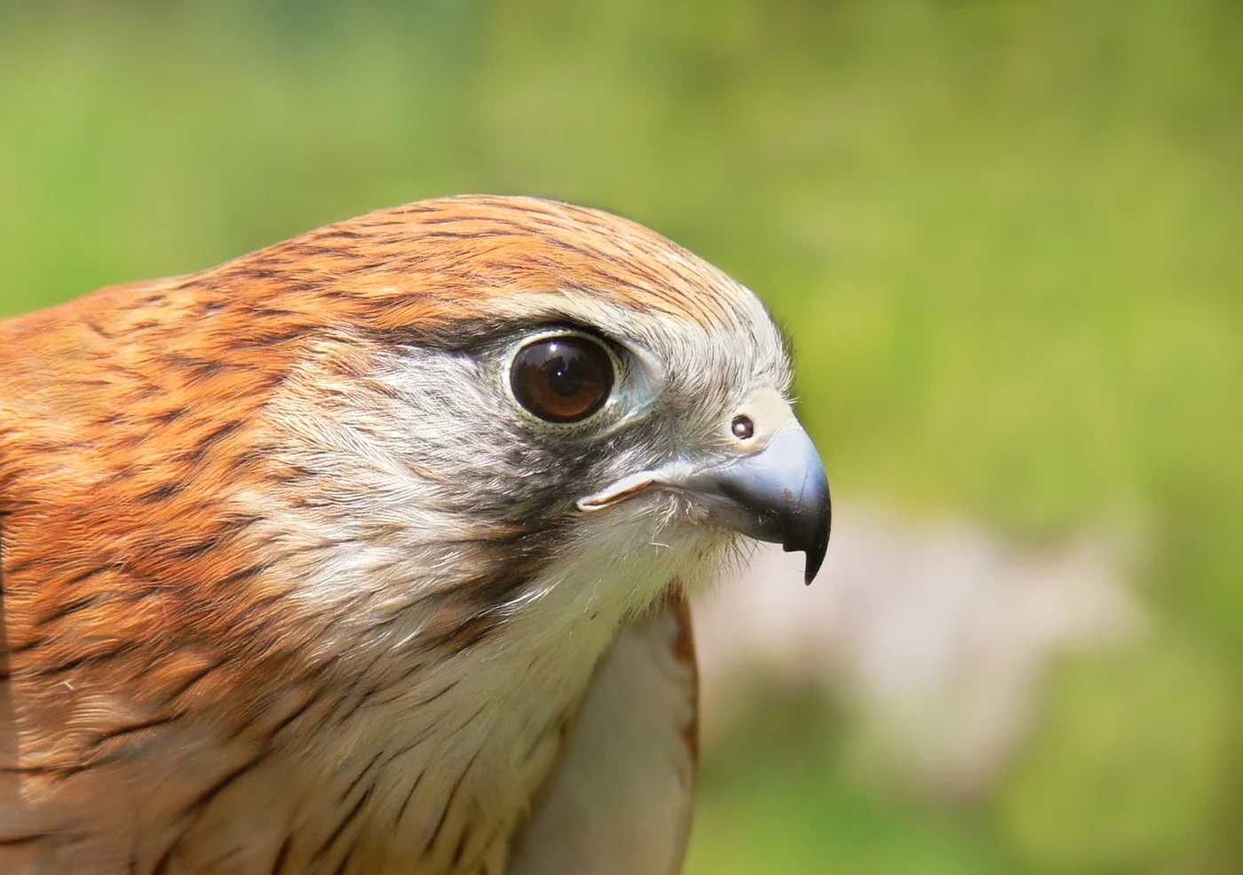 Australian Falcon