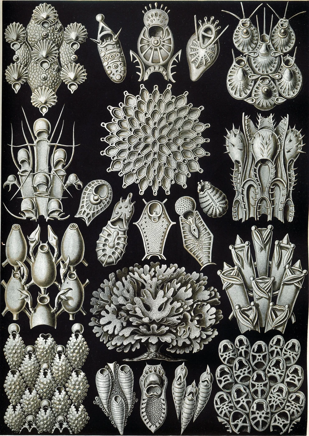 Farciminaria aculeata