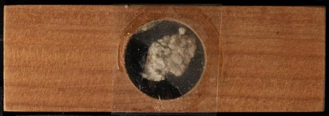 Fasciculipora bellis