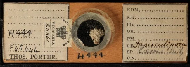 Fasciculipora laevis