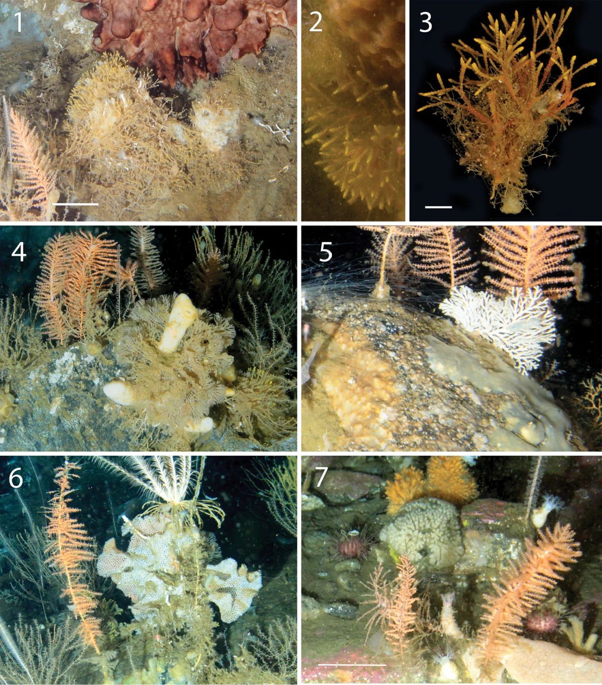 Fasciculipora ramosa