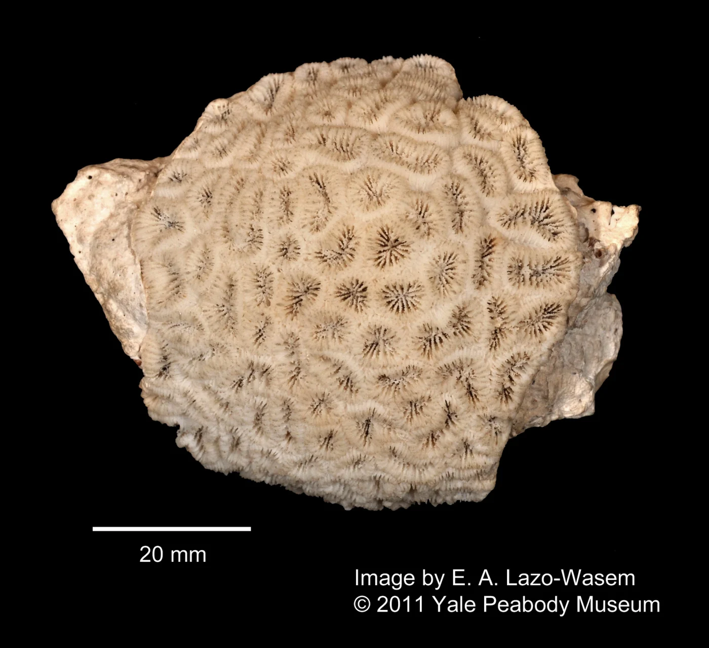knob coral