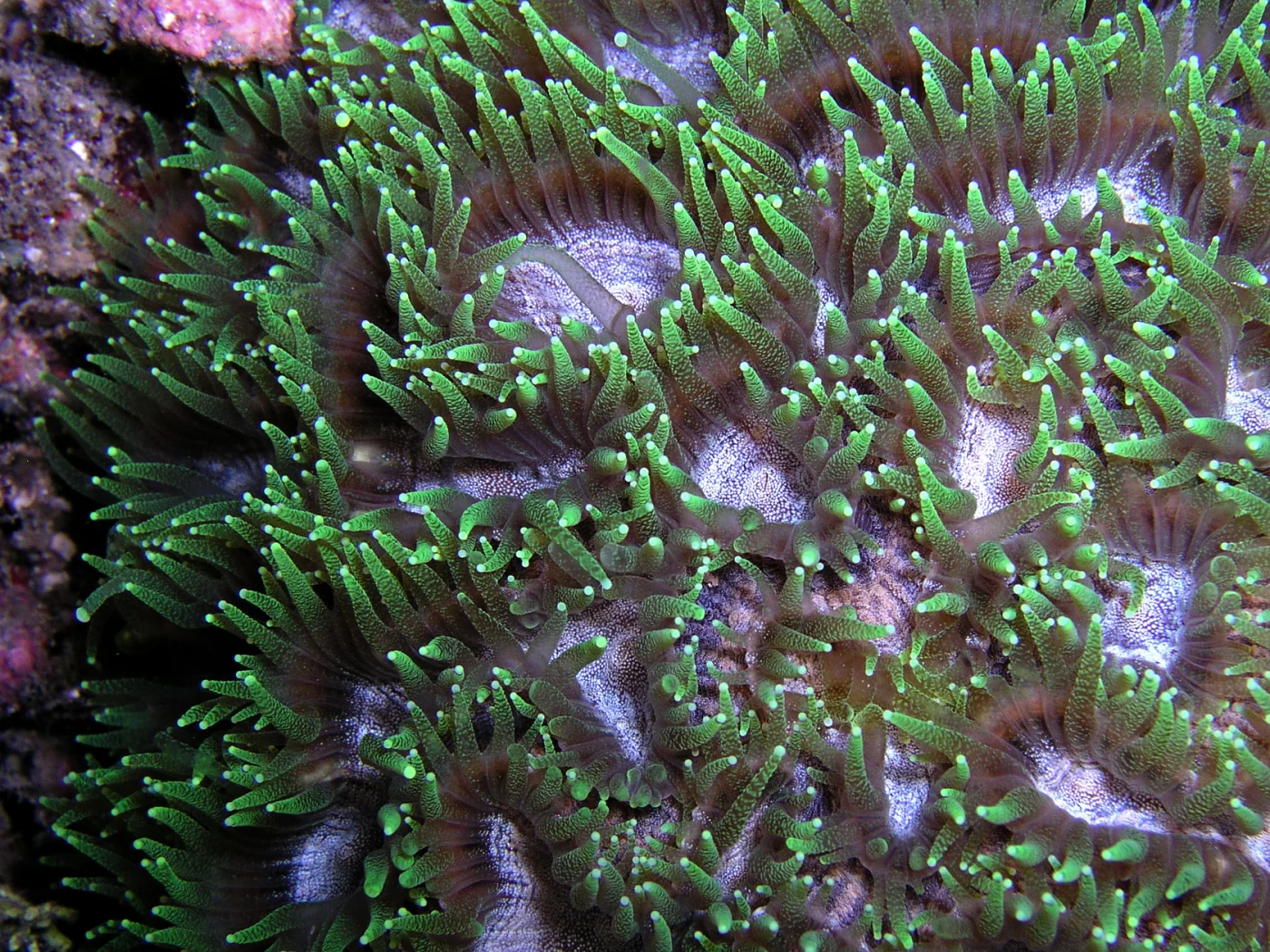 larger star coral