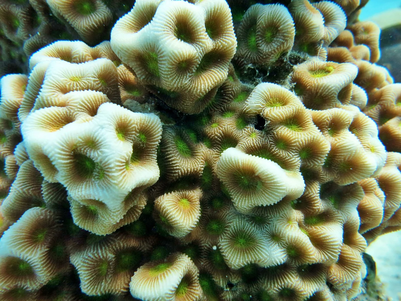 larger star coral